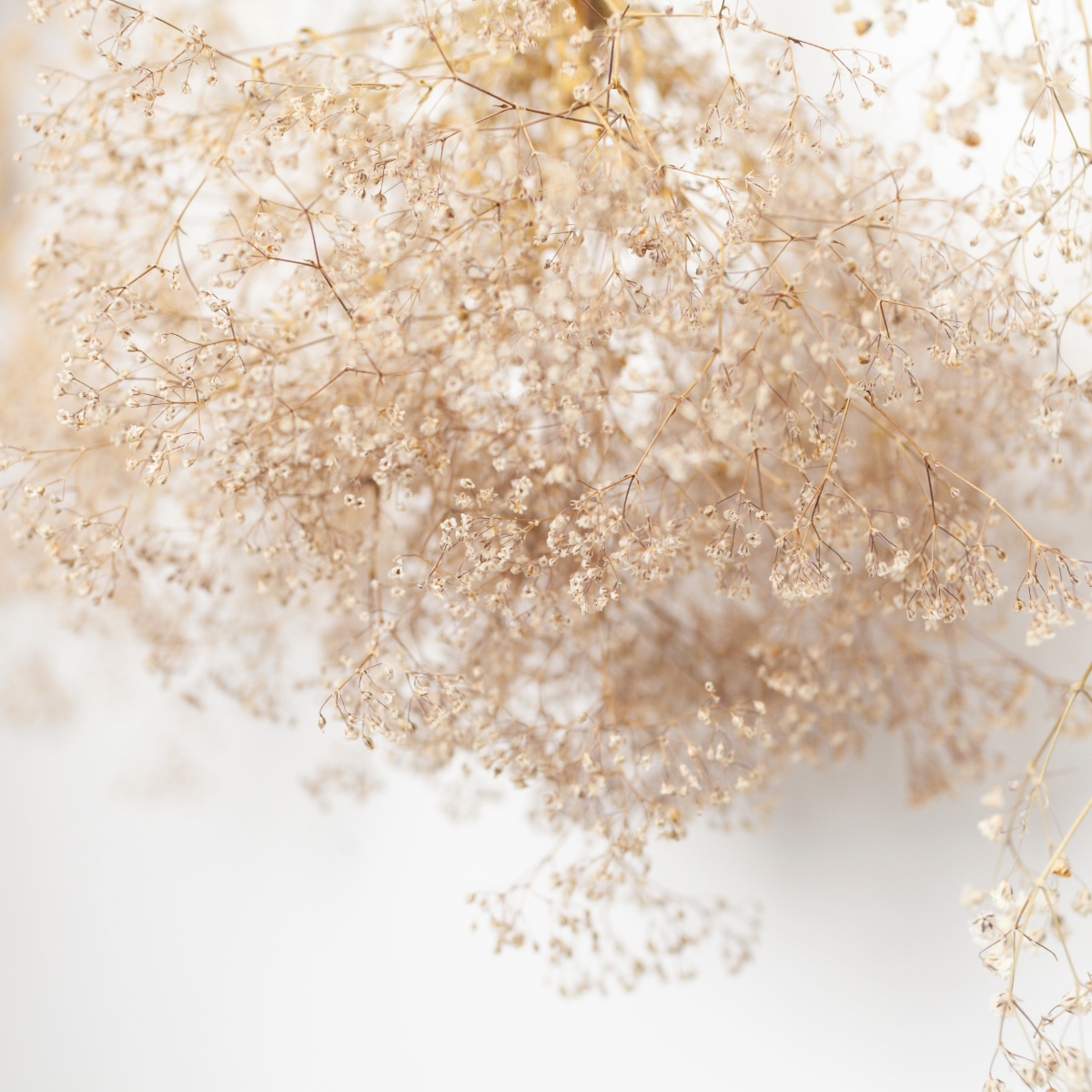 Delicate white flowers on a white background.