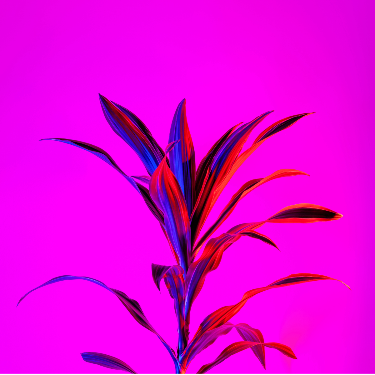 Hot pink background with a red and blue leafy plant.