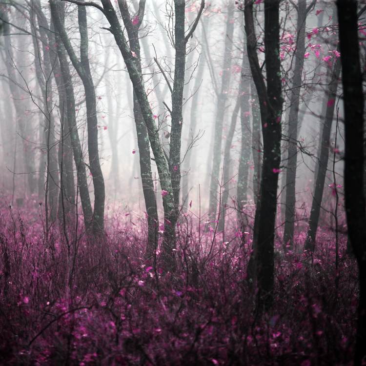 Forest with gray background and purple flowers.